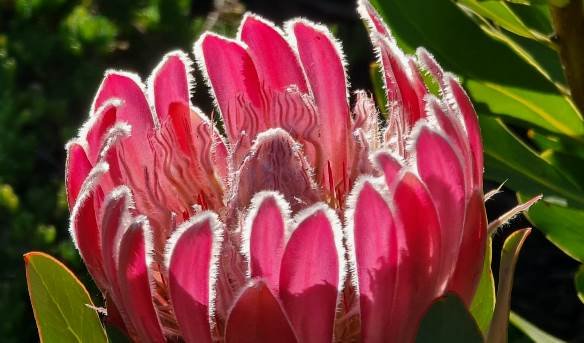 Protea compacta erect staminodes